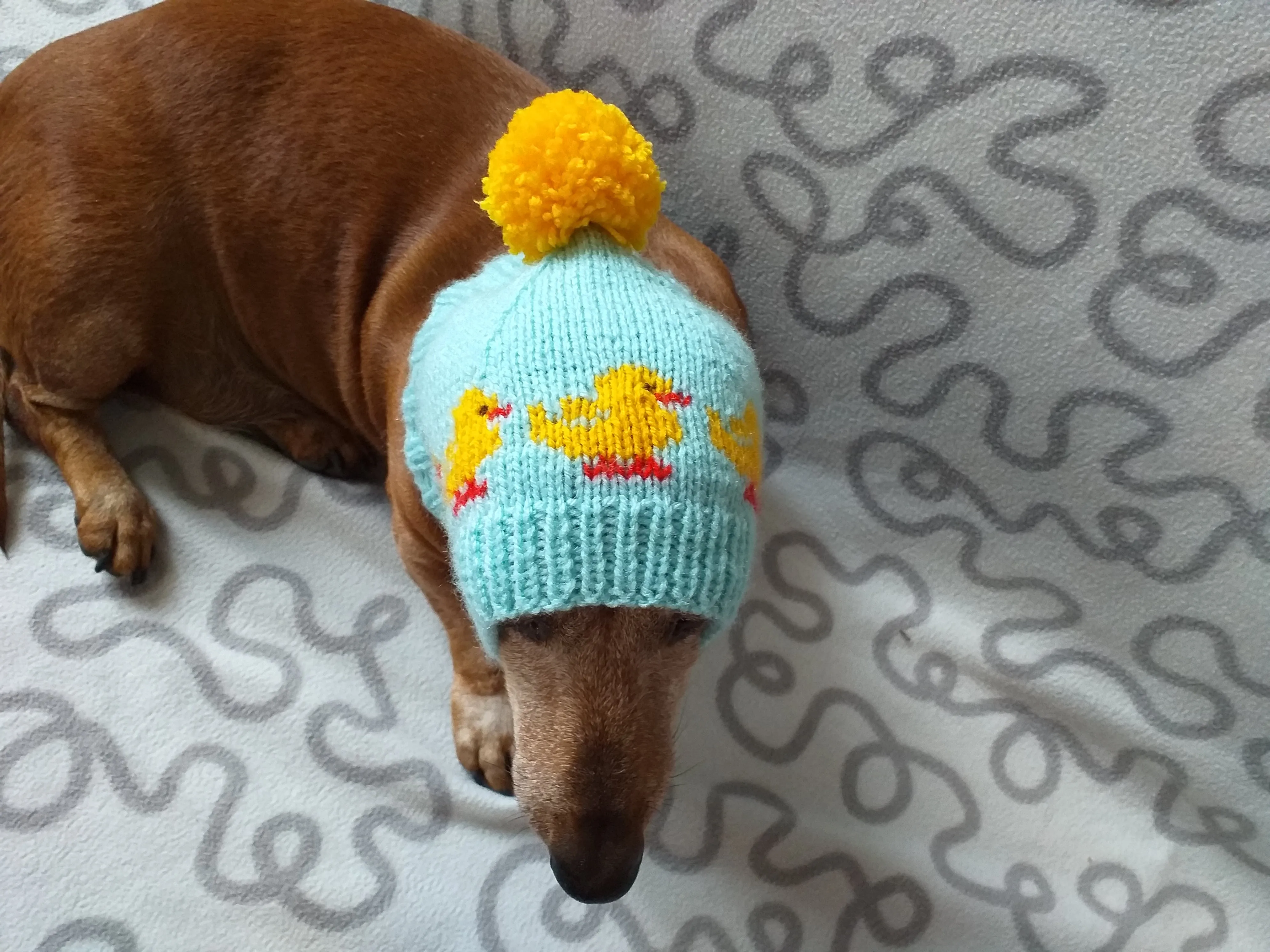 Ducks knitted hat for dogs, clothes for dogs with ducks